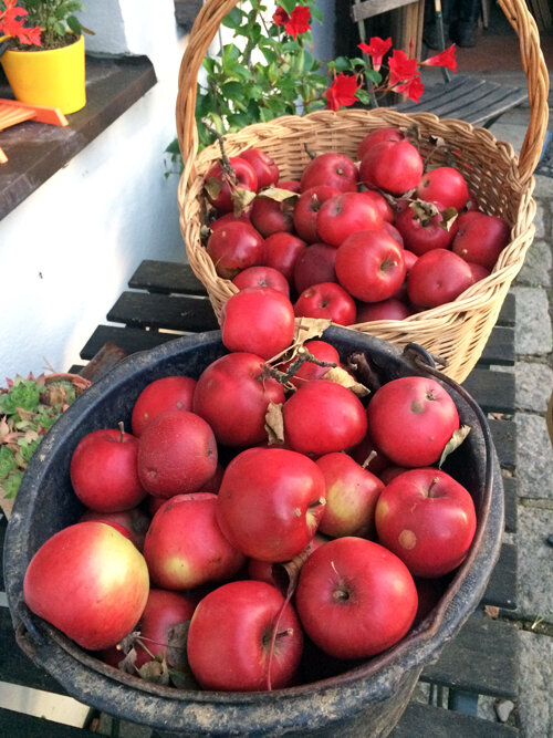 Mele rosse appena raccolte in un cesto di vimini e in un secchio