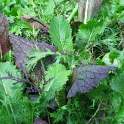 Mix di insalate asiatiche verdi e rosso violacee