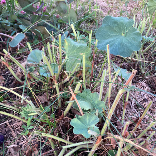 Alchemilla dopo la potatura: steli corti e poche foglie nuove