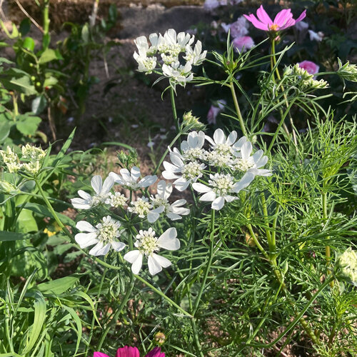 Orlaya (Orlaya grandiflora) con ombrelle bianche in un'aiuola estiva