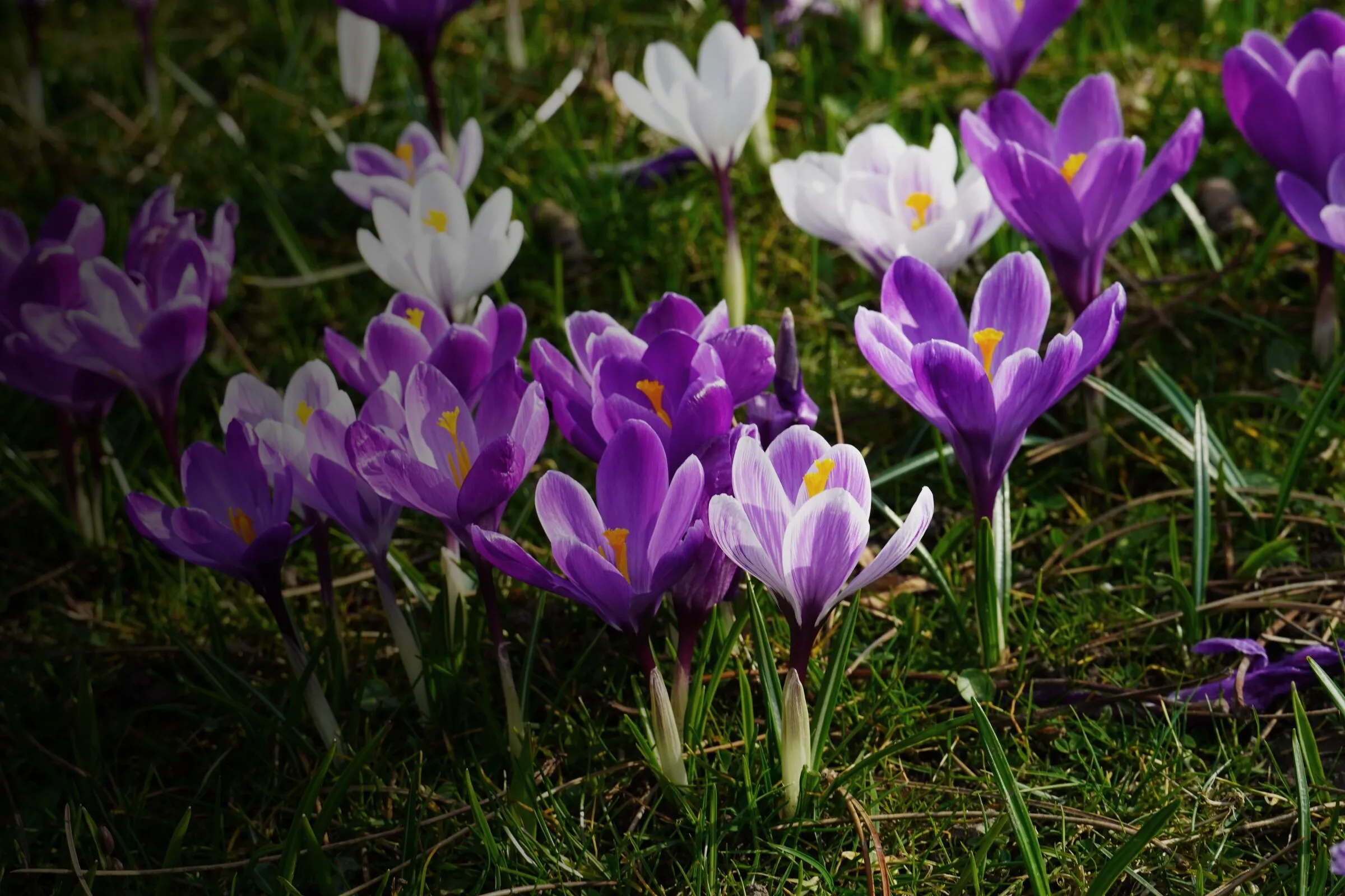 Violette und weiße Krokusse im Rasen