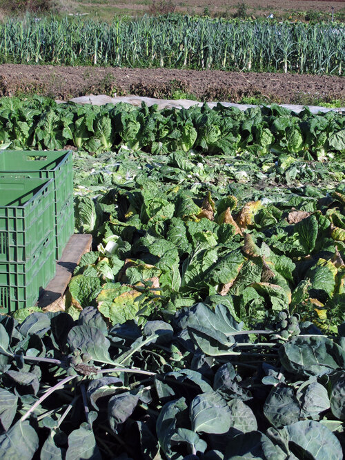 Campo di ortaggi in autunno con file di cavoli, porri dietro e cassette verdi per il raccolto