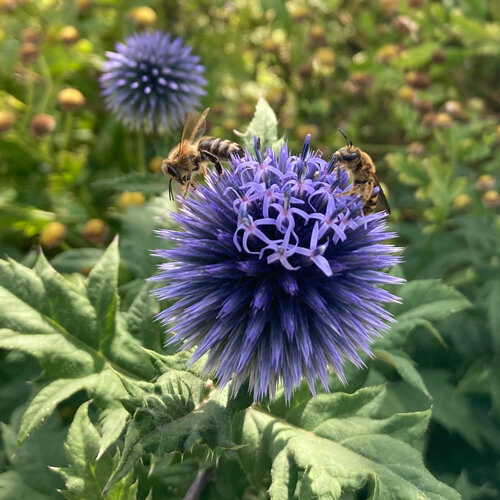Cardo azzurro (Echinops ritro) con due api selvatiche sul capolino