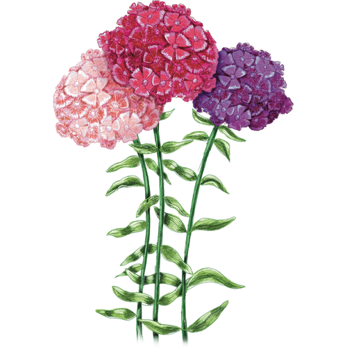 Garofani