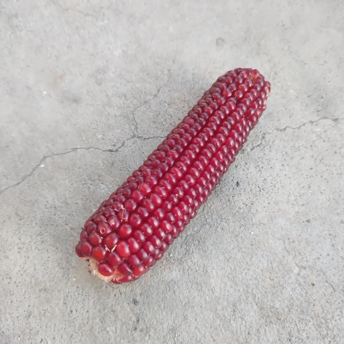 Roter Mais 'Joro' (Zea mays) Samen
