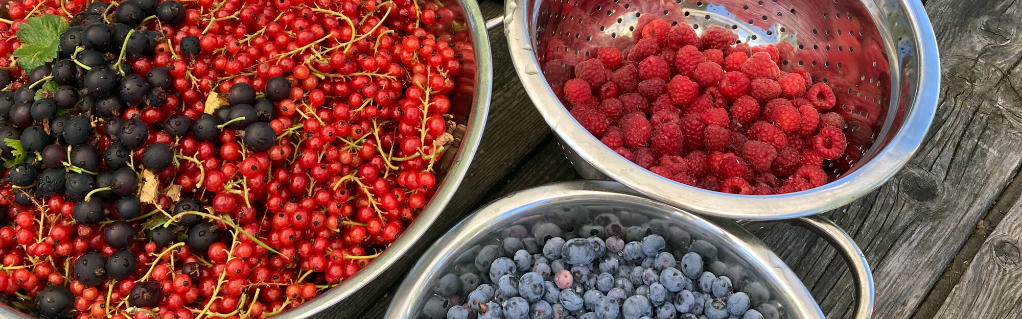 Ribes, lamponi e mirtilli appena raccolti in ciotole di metallo