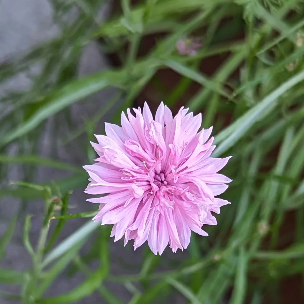 Sommerblumen in Rosa (diverse Arten & Sorten) Saatgutmix