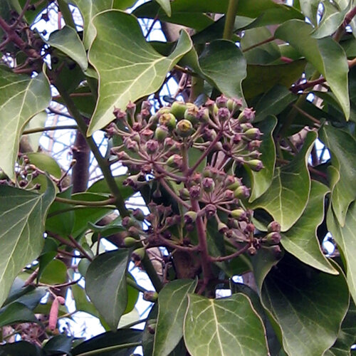 Edera (Hedera helix) con infiorescenze e infruttescenze globose