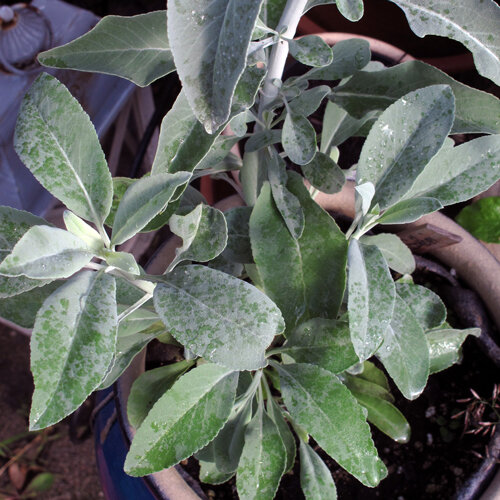 Salvia bianca (Salvia apiana) con foglie verde argento in vaso