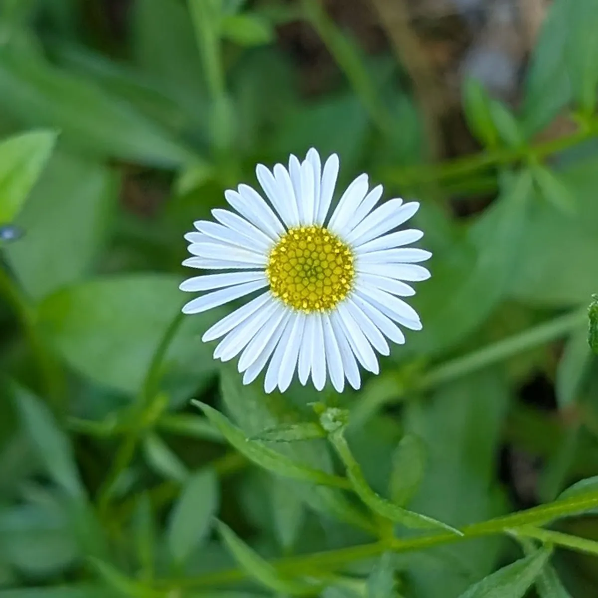 Spanisches Gänseblümchen 'White Rose' (Erigeron karvinskianus) Samen