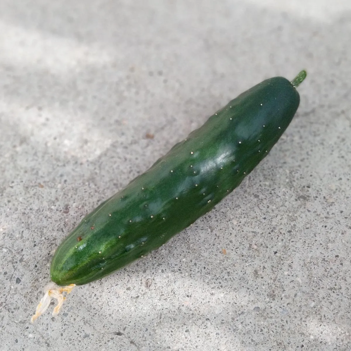 Gurke 'Marketmore’ (Cucumis sativus) Bio Saatgut