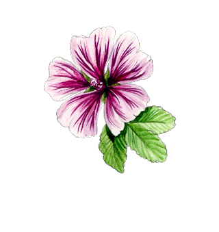 Semi di fiori