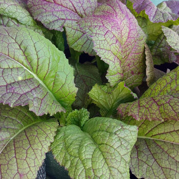 Senape rossa 'Red Giant' (Brassica juncea) con foglie verdi venate di viola