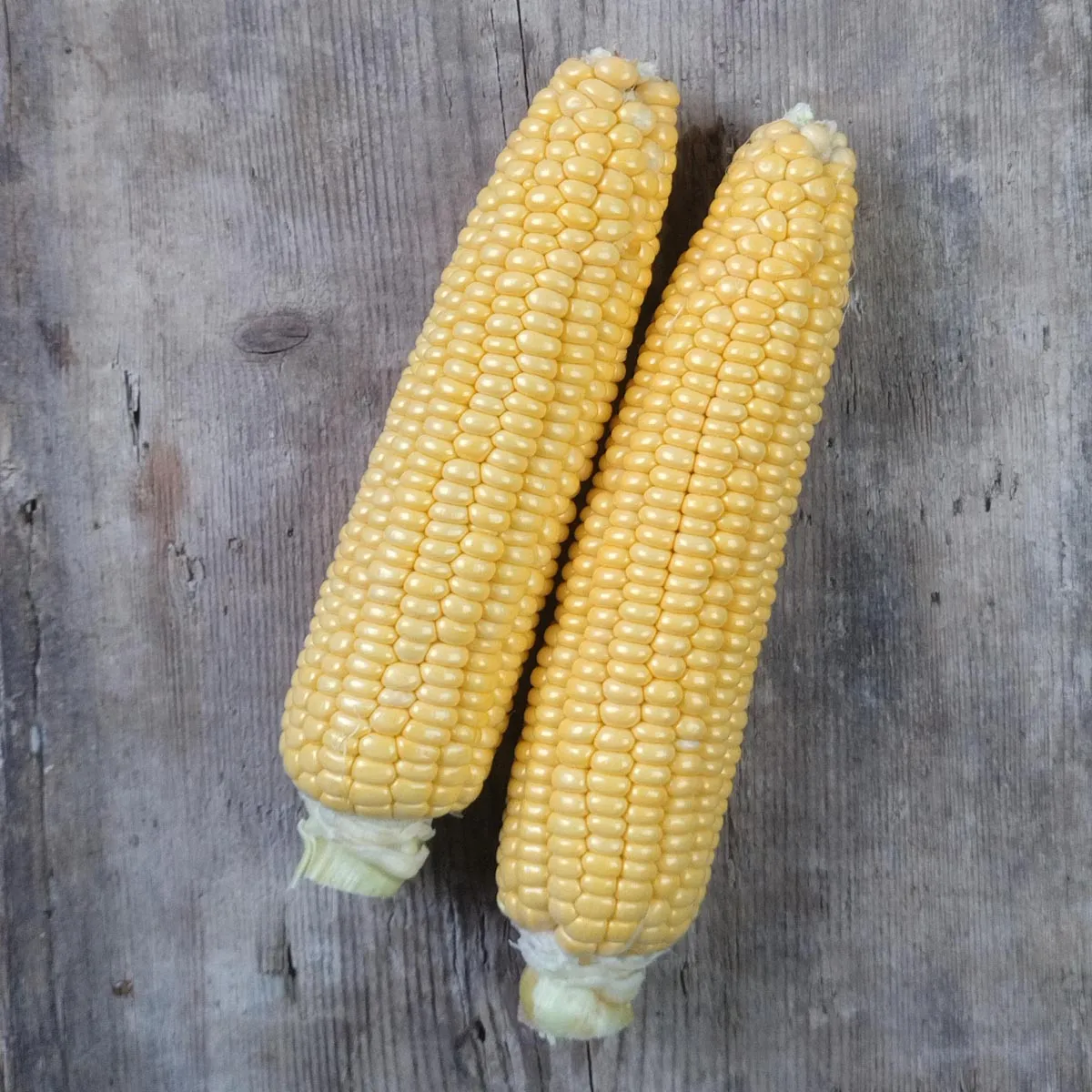 Zuckermais 'Golden Bantam' (Zea mays) Bio Saatgut
