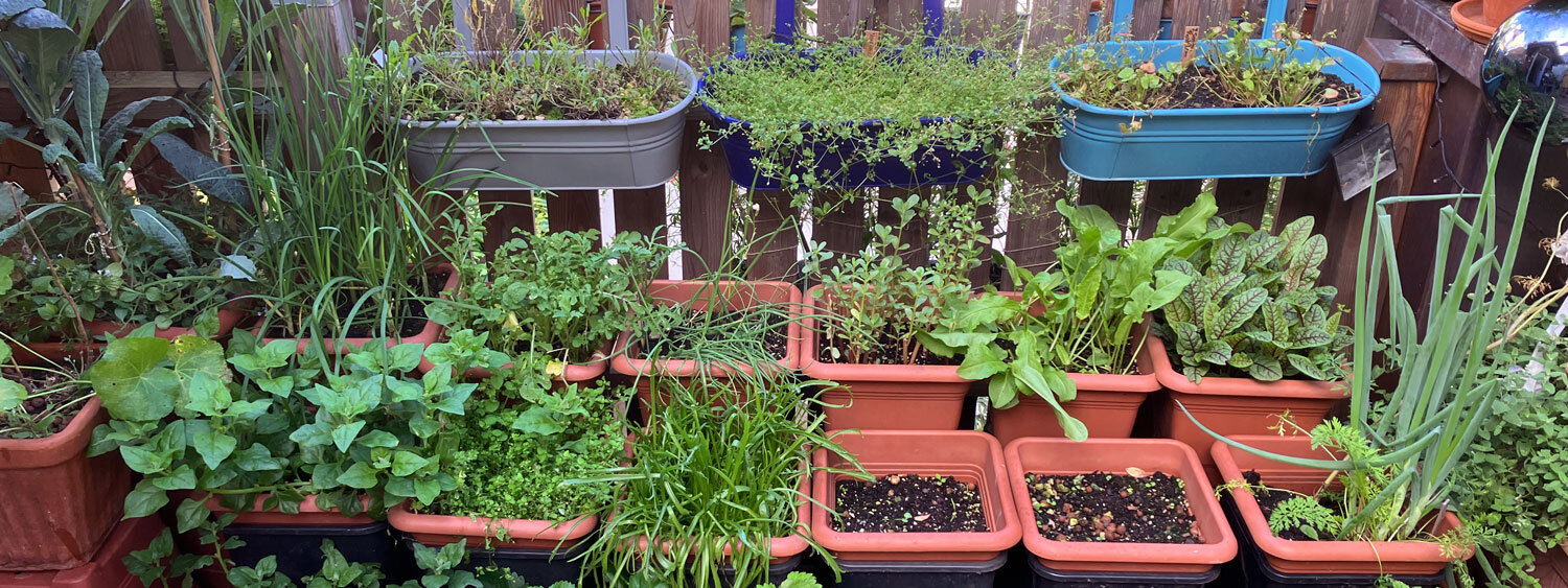 Balcone con tante fioriere e vasi pieni di erbe aromatiche e piantine