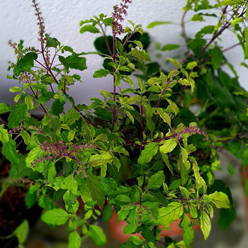 Tulsi, basilico sacro (Ocimum tenuiflorum), con spighe fiorali viola