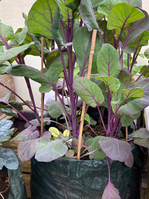 Sacco per piante verde con ortaggi dai fusti viola, sostenuti da canne di bambù
