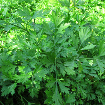 Pianta rigogliosa di Prezzemolo liscio (Petroselinum crispum var. neapolitanum)
