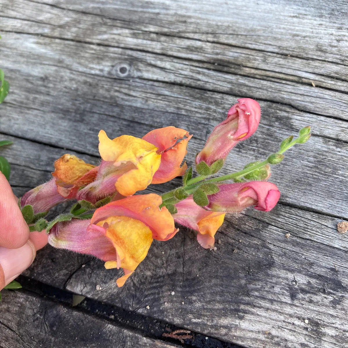 Oranges Löwenmäulchen 'Orange Wonder' (Antirrhinum majus) Samen