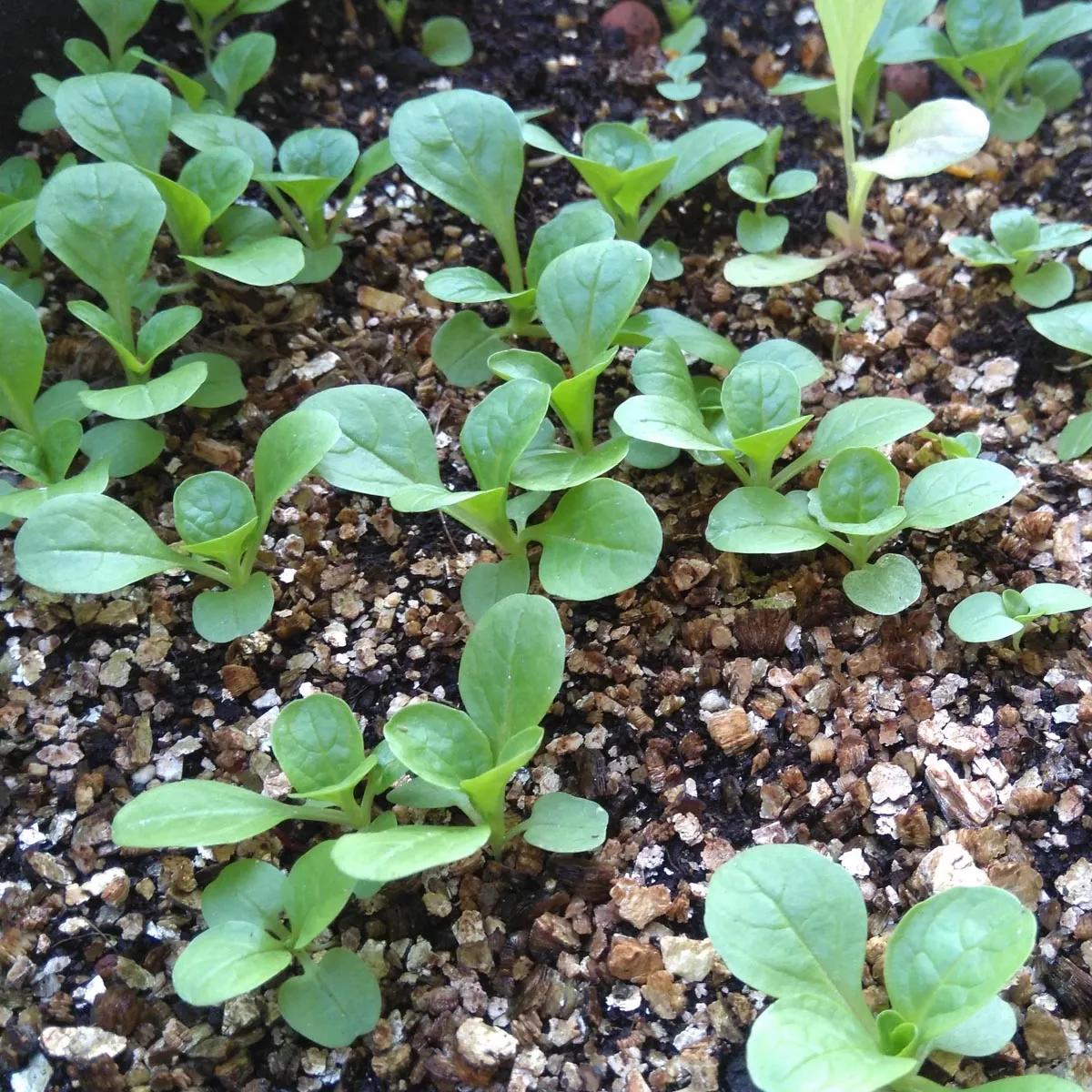 Feldsalat/ Rapunzelsalat 'Dunkelgrüner Vollherziger' (Valerianella locusta) Samen