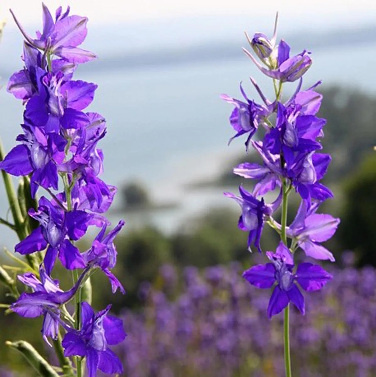 Feldrittersporn 'Galilee-Mix' (Delphinium consolida) Bio Saatgut
