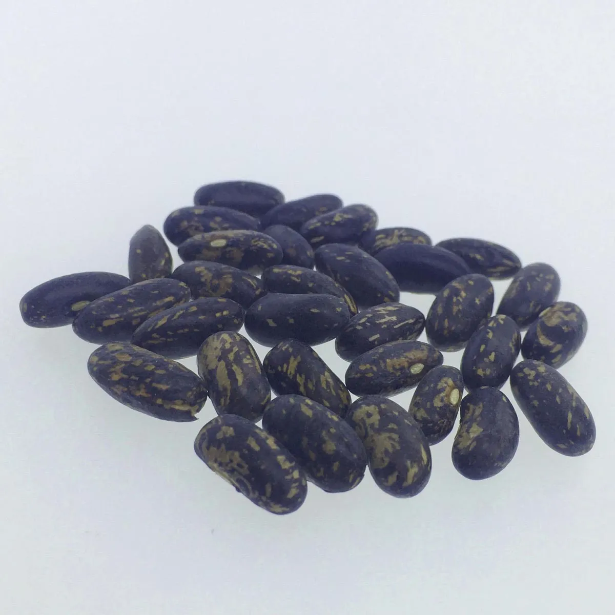 Buschbohne 'Tendergreen' (Phaseolus vulgaris) Samen