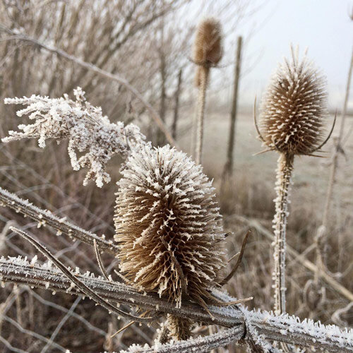 Il cardo dei lanaioli selvatico in inverno