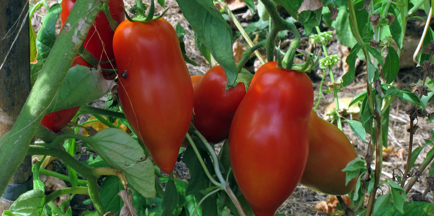 Pomodori a fiaschetto sulla pianta