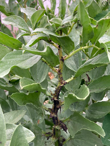 Fava infestata dall’afide nero della fava su stelo e apice vegetativo