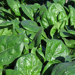 Foglie di spinacio verde intenso nell'orto