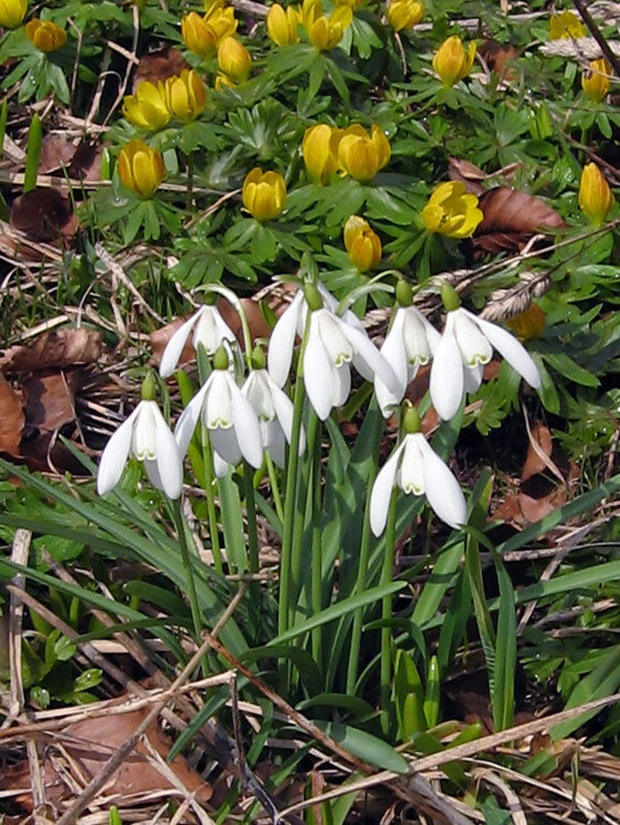 Bucaneve in fiore a fine inverno, dietro eranthis gialli