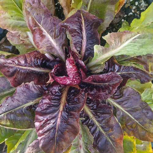 Radicchio con foglie rosso violacee e verdi