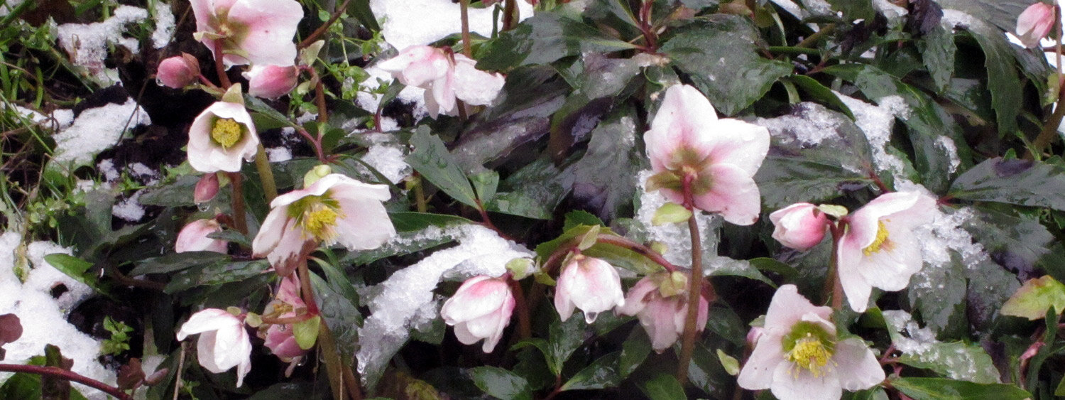 Ellebori (Helleborus) con fiori bianco rosati nella neve