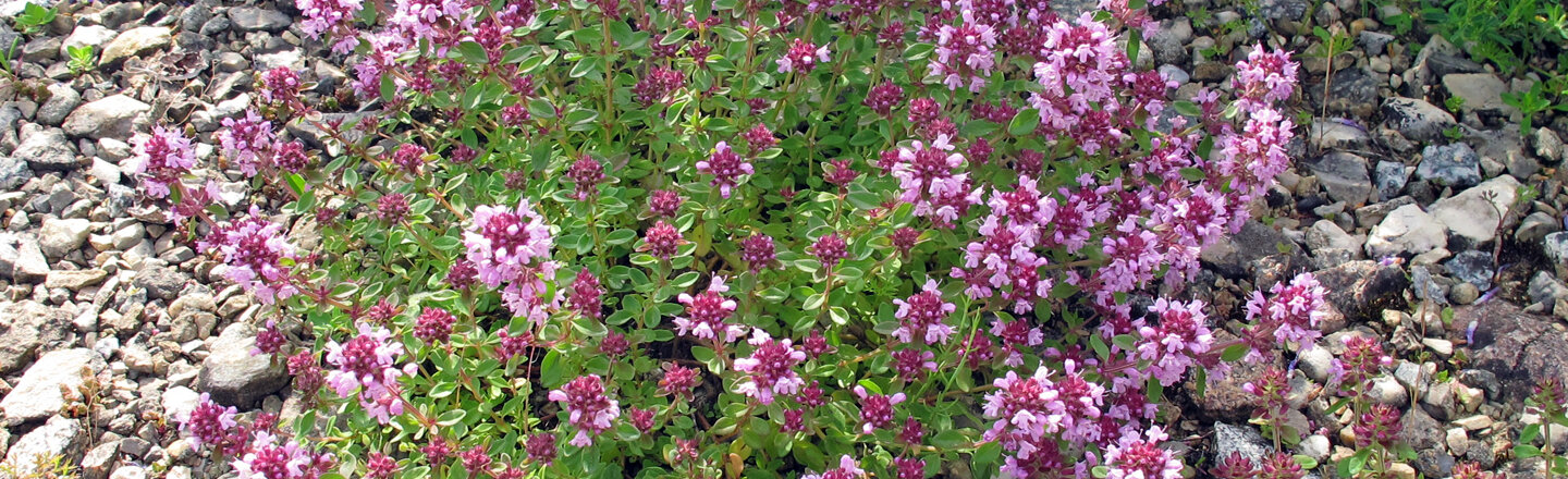Pacciamare con la ghiaia: pianta a cuscino con fiori rosa su uno strato di ghiaia