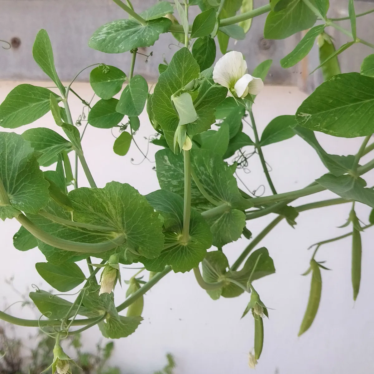 Knackerbse 'Delikett' (Pisum sativum) Samen