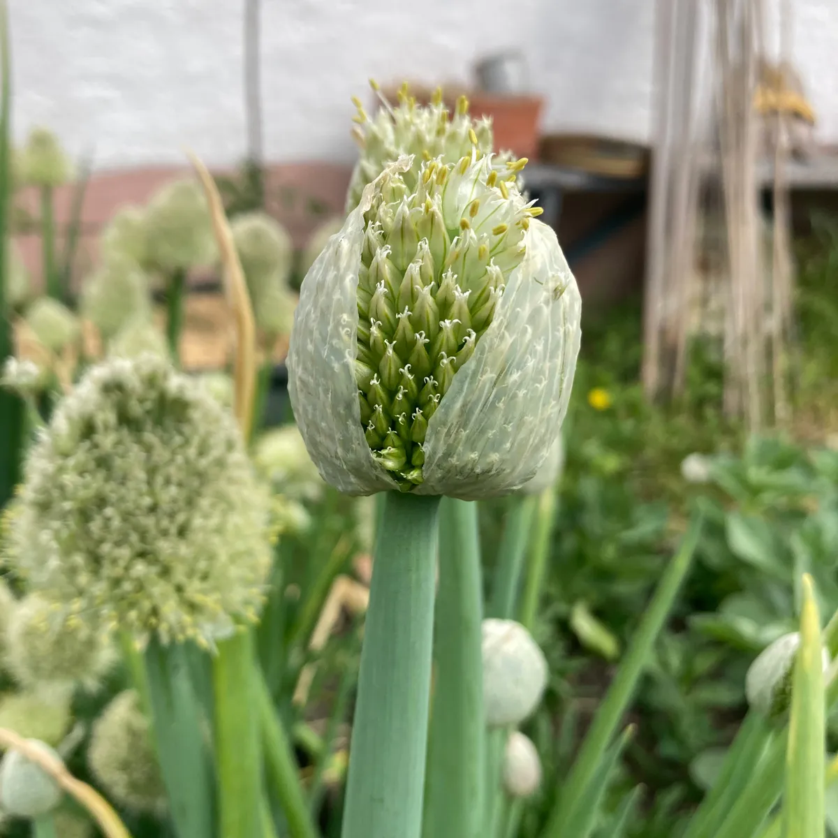 Lauchzwiebel 'White Lisbon' (Allium cepa) Samen