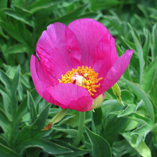 Peonia comune (Paeonia officinalis ssp. banatica) con fiore semplice rosa acceso