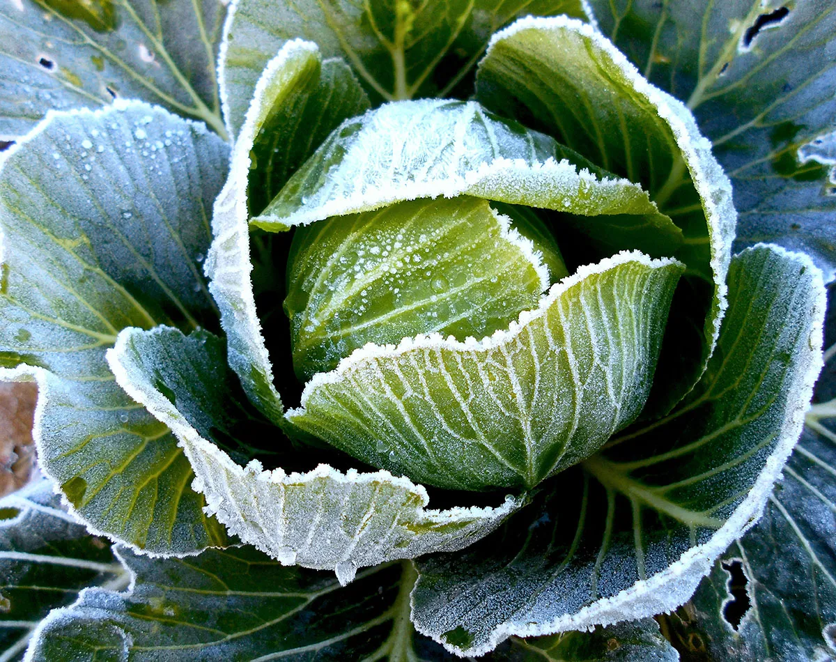 Verdure invernali