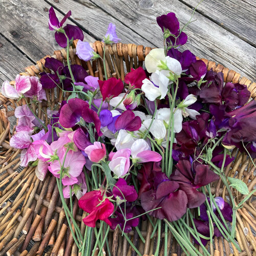 Piselli odorosi appena recisi, bianchi, rosa e viola, su un cesto di vimini