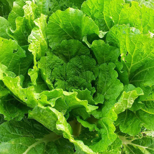 Cavolo cinese 'Wong Bok' con foglie verde chiaro a strati morbidi