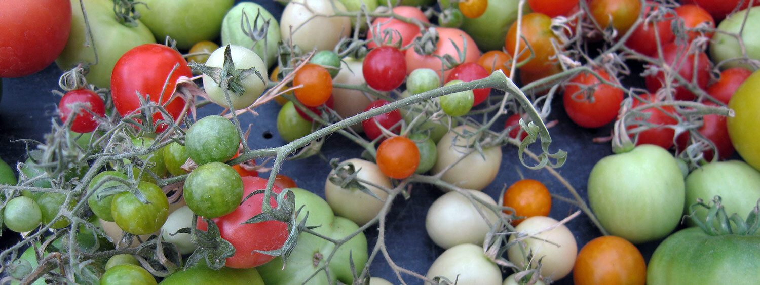 Pomodori che maturano dopo la raccolta