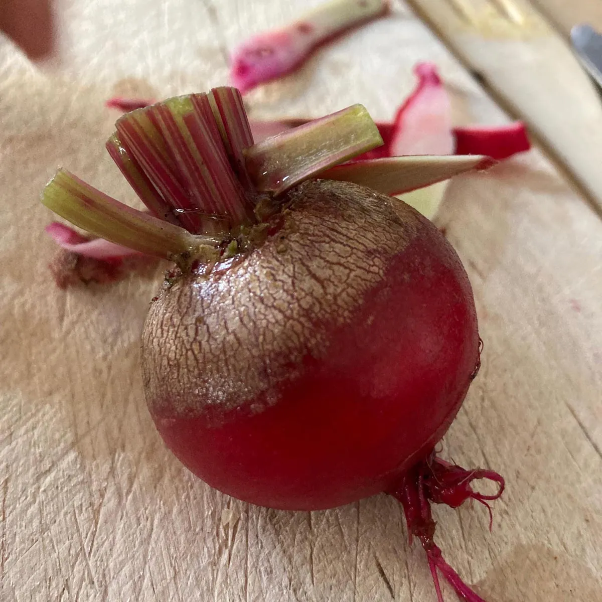Rote Bete 'Tonda di Chioggia' (Beta vulgaris) Bio Saatgut