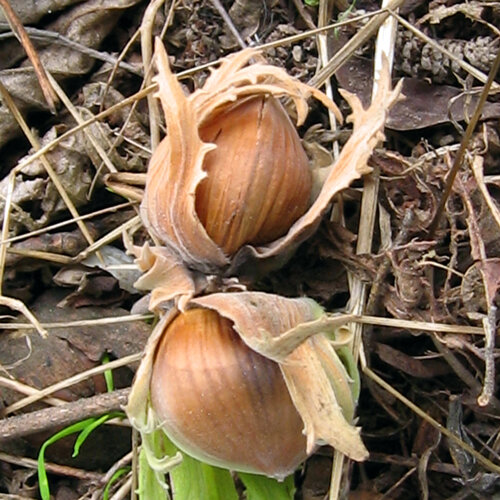 Nocciole mature nel loro involucro su foglie autunnali