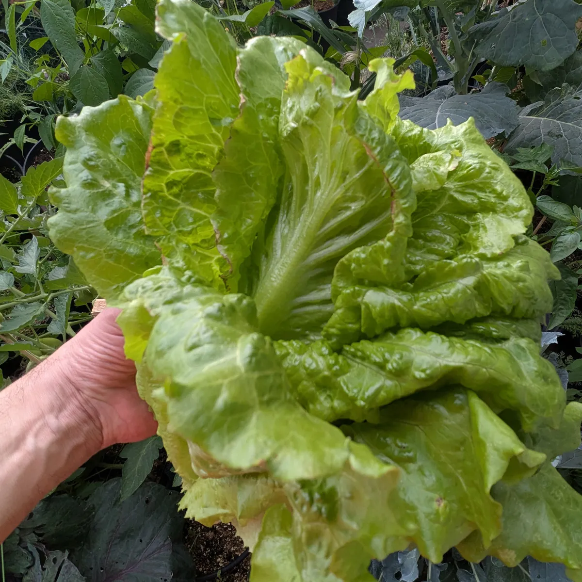 Bataviasalat 'Maravilla de Verano' (Lactuca sativa) Samen