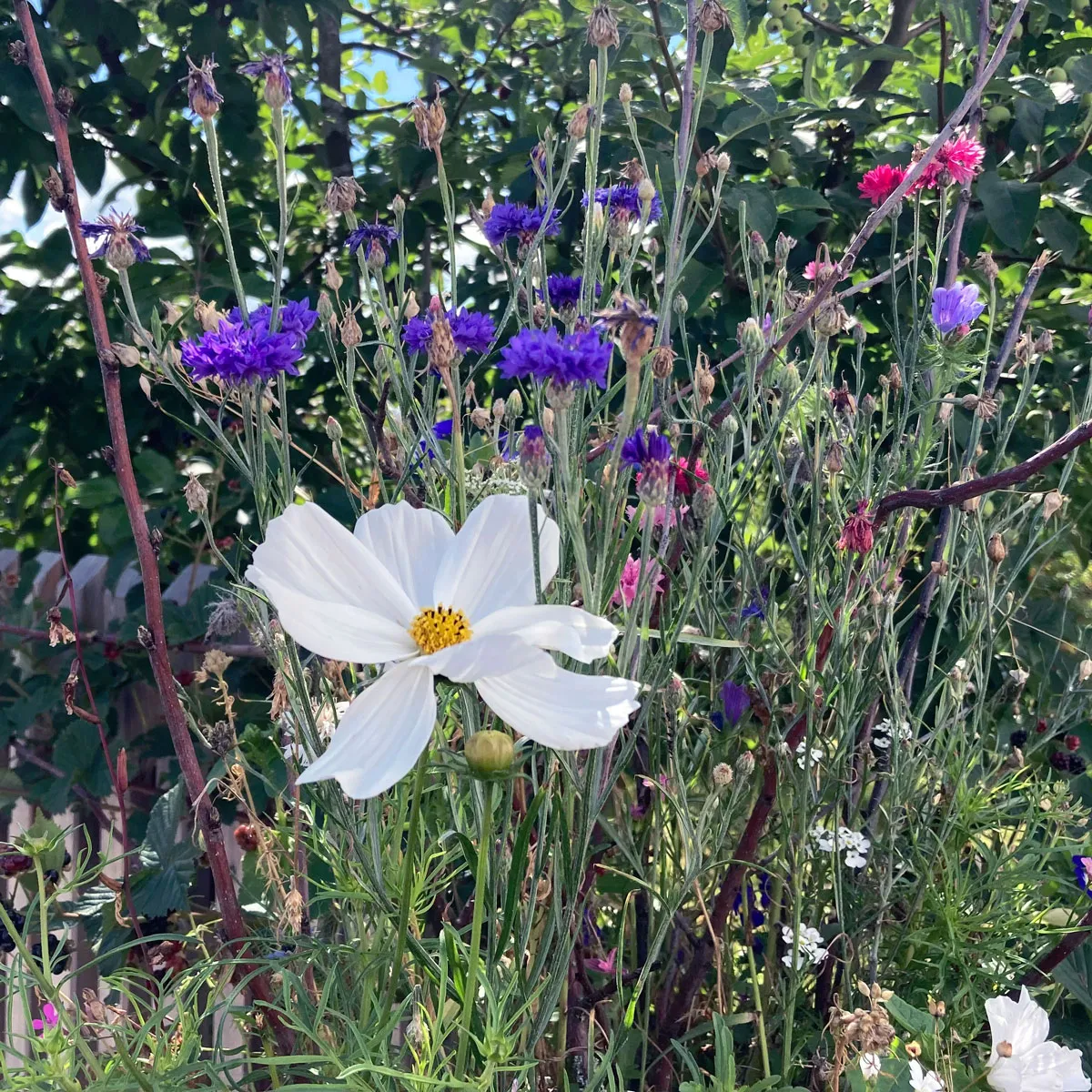Weiße Cosmea / Schmuckkörbchen 'Sensation Purity' (Cosmos bipinnatus) Samen
