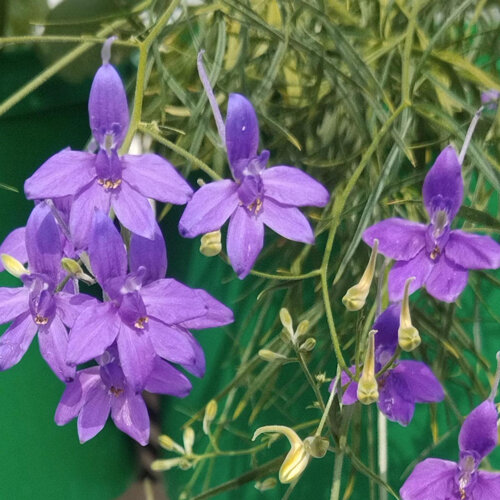 Speronella (Consolida ajacis) con fiori viola speronati