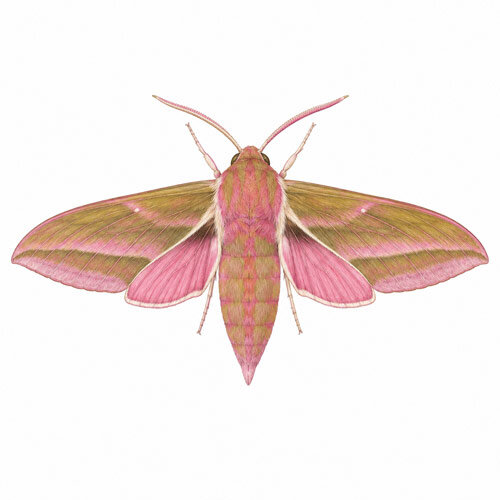 Illustrazione della sfinge della vite (Deilephila elpenor)
