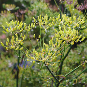 Finocchio selvatico verde (Foeniculum vulgare) con ombrelle gialle e gocce di pioggia