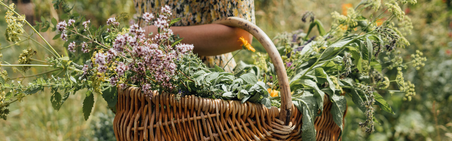 Raccolta delle erbe aromatiche a fine estate