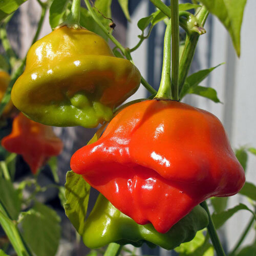 Peperoncino a campana con frutti rossi e giallo-verdi a forma di campana sulla pianta